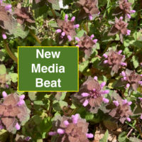 New Media Beat on Purple Flower Bed