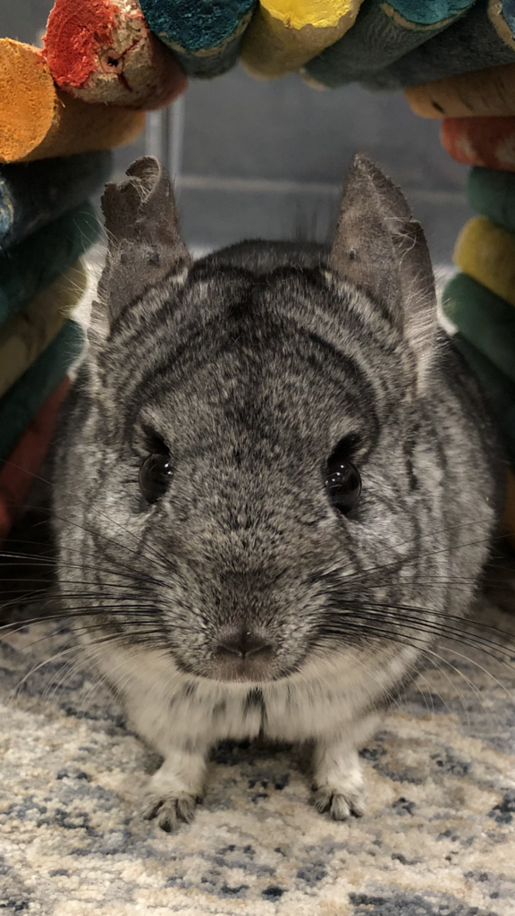Chinchillas as Pets–What to Expect and What Not to Expect